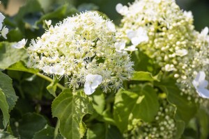 Hydrangea petiolaris 40- 60 cm