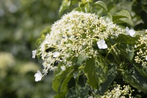 Hydrangea petiolaris 40- 60 cm