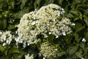 Hydrangea petiolaris 40- 60 cm