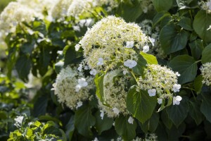 Hydrangea petiolaris 40- 60 cm