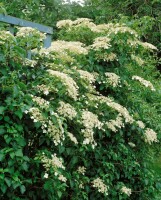 Hydrangea petiolaris 40- 60 cm