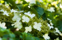 Hydrangea petiolaris 40- 60 cm