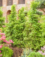 Hydrangea petiolaris 40- 60 cm