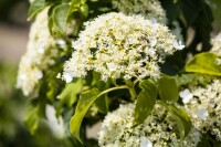 Hydrangea petiolaris 40- 60 cm