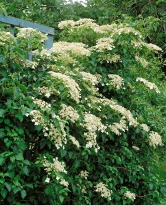 Hydrangea petiolaris 60- 80 cm