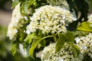 Hydrangea petiolaris 60- 80 cm