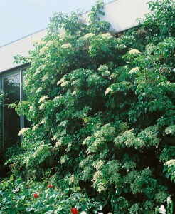 Hydrangea petiolaris 7,80- 100 cm