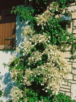 Hydrangea petiolaris 7,80- 100 cm