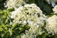 Hydrangea petiolaris 7,80- 100 cm