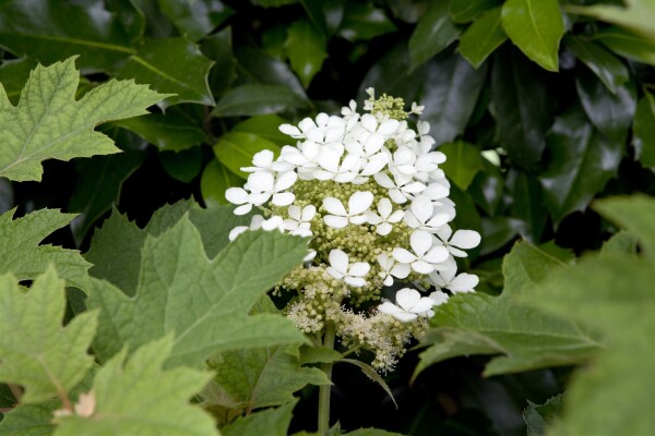 Hydrangea quercifolia C5 40-  60