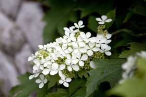 Hydrangea quercifolia C5 40-  60