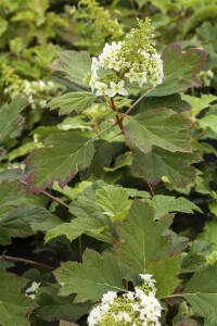 Hydrangea quercifolia C5 40-  60