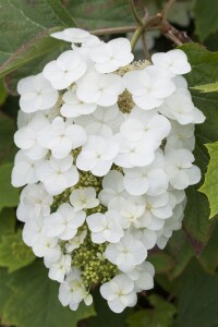 Hydrangea quercifolia C5 40-  60