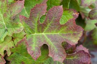 Hydrangea quercifolia C5 40-  60