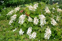 Hydrangea quercifolia C5 40-  60