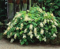 Hydrangea quercifolia C5 40-  60