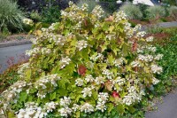 Hydrangea quercifolia C5 40-  60