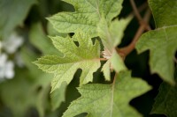 Hydrangea quercifolia C5 40-  60