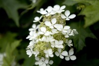 Hydrangea quercifolia C5 40-  60