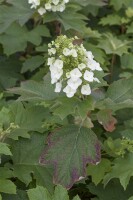 Hydrangea quercifolia C5 40-  60