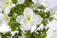 Hydrangea quercifolia C5 40-  60