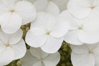 Hydrangea quercifolia C5 40-  60