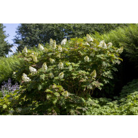 Hydrangea quercifolia Applause C5 40-  60