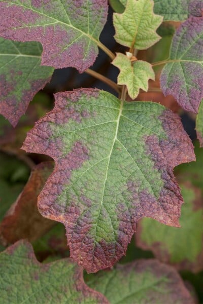 Hydrangea quercifolia Burgundy C5 40- 60