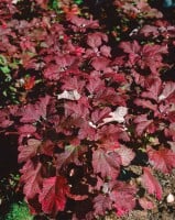 Hydrangea quercifolia Burgundy C5 40- 60