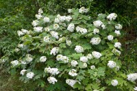 Hydrangea quercifolia Ice Crystal  -R- 40- 60 cm