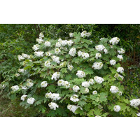Hydrangea quercifolia Snow Queen C5 40-  60
