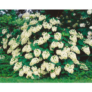 Hydrangea quercifolia Snowflake C5 40-  60