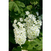 Hydrangea quercifolia Snowflake C15 80- 100