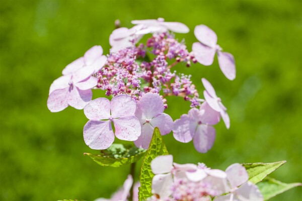 Hydrangea serrata Bluebird C 4 30-  40