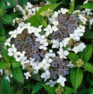 Hydrangea serrata Bluebird C 4 30-  40