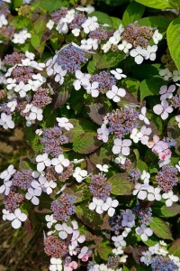 Hydrangea serrata Bluebird C 4 30-  40