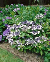 Hydrangea serrata Bluebird C 4 30-  40