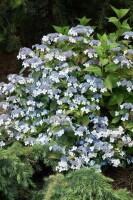 Hydrangea serrata Bluebird C 4 30-  40