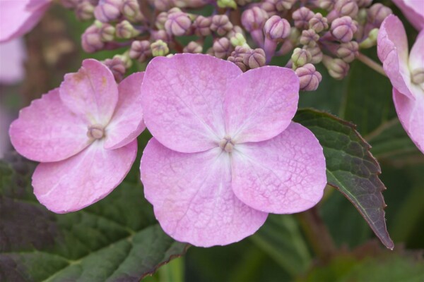 Hydrangea serrata Koreana C 4 30-  40