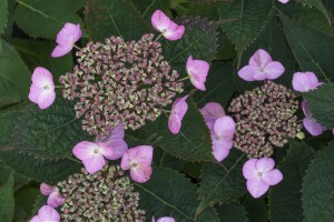 Hydrangea serrata Koreana C 4 30-  40