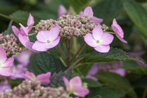 Hydrangea serrata Koreana C 4 30-  40