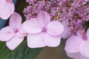 Hydrangea serrata Koreana C 4 30-  40