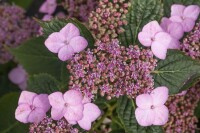 Hydrangea serrata Koreana C 4 30-  40