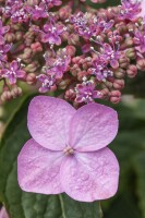 Hydrangea serrata Koreana C 4 30-  40