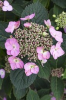 Hydrangea serrata Koreana C 4 30-  40