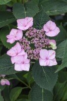 Hydrangea serrata Koreana C 4 30-  40