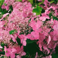 Hydrangea serrata Koreana C 4 30-  40