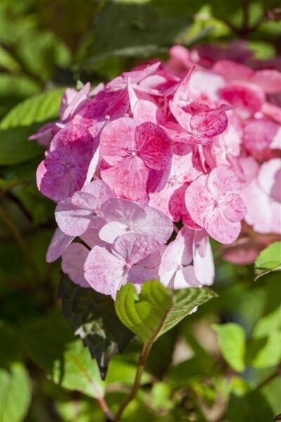 Hydrangea serrata Preziosa C5 40-  60