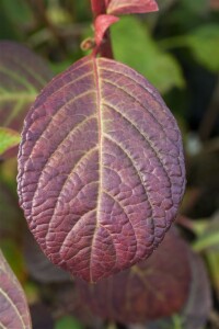 Hydrangea serrata Preziosa C5 40-  60