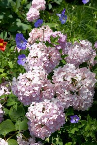 Hydrangea serrata Preziosa C5 40-  60